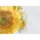 Mint by Michelle "Sunflower"  A3