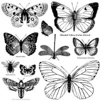 IOD Decor Stempel Butterflies