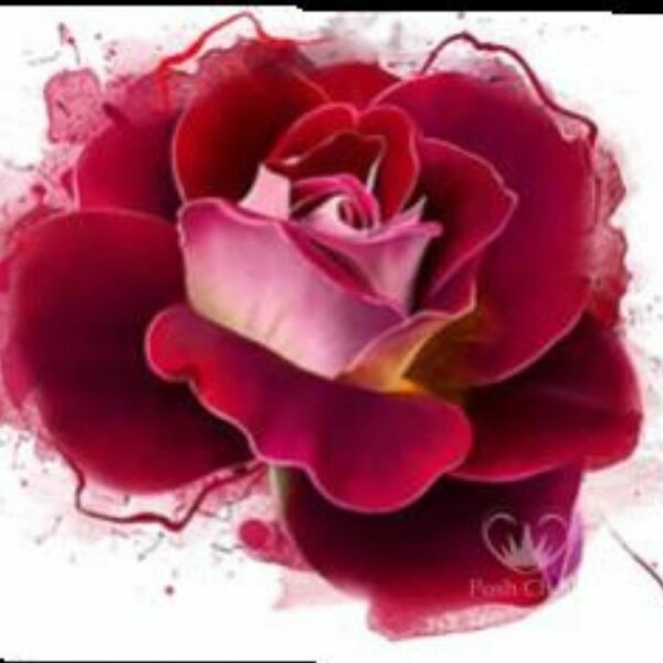 Posh Chalk "Radiant Rose"