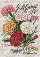 Carnation Catalog