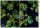 Posh Chalk Deluxe Decoupage "Dark Mollis" A3